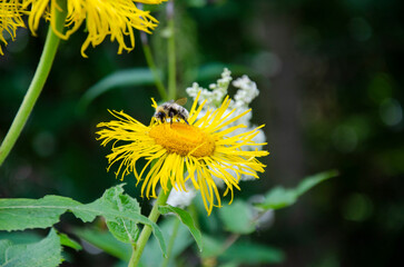  Yellow flowers blooming in the forest with a bee.