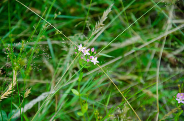 Small pink flowers blooming in the forest.