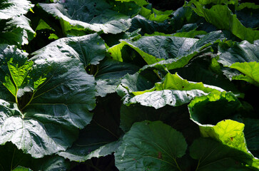 Big green leaves in the forest