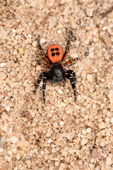 Ladybird spider on sand