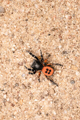 Ladybird spider on sand