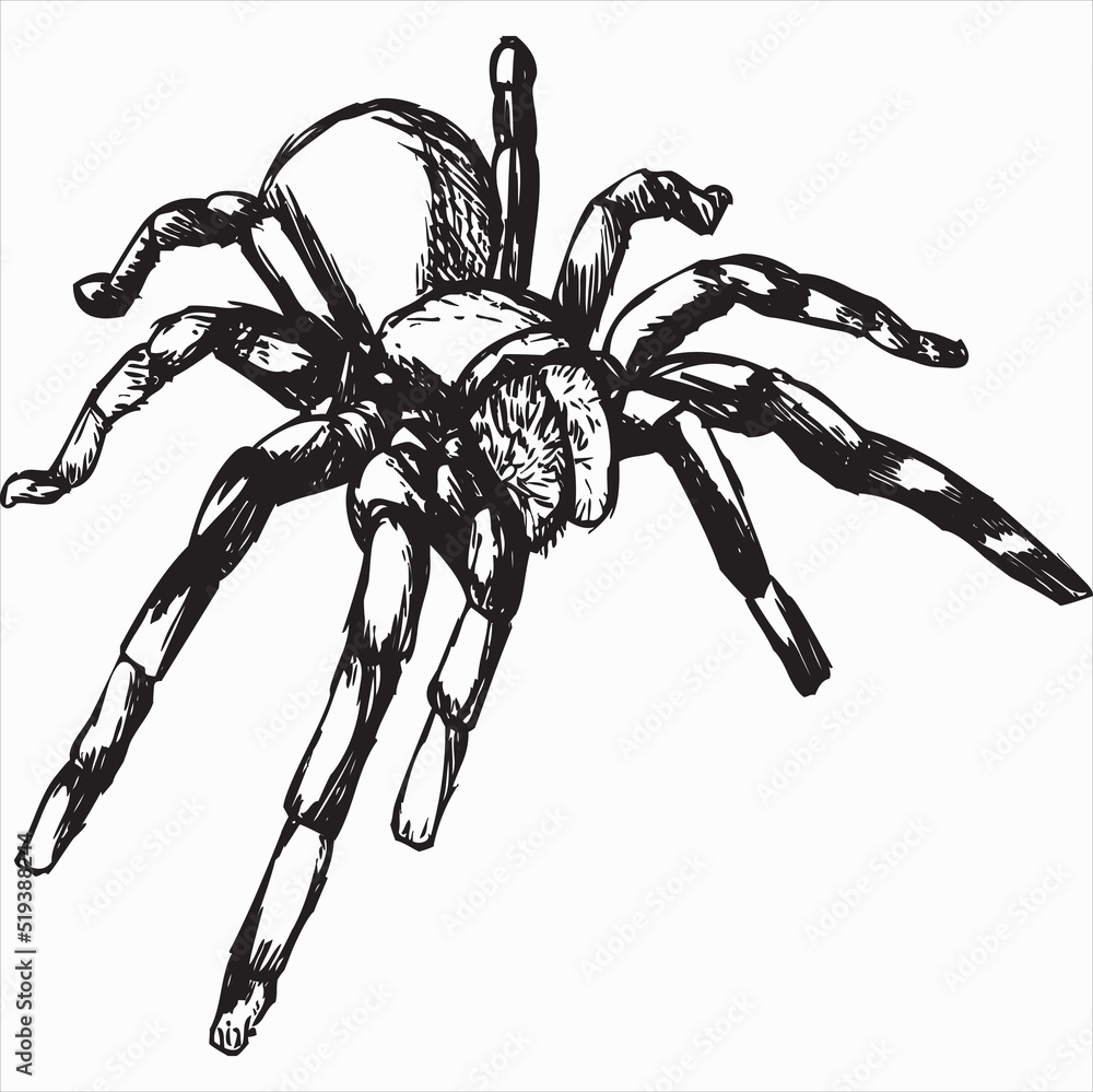 Wall mural Vector, Image of spider, black and white color, transparent background

