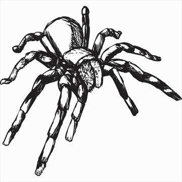 Vector, Image of spider, black and white color, transparent background

