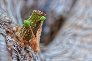 Kleine Sprösslinge an einem Baum