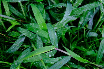 Fototapeta na wymiar rain drops on a grass