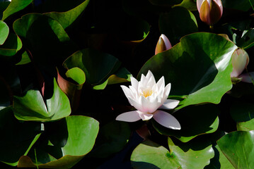 beautiful white water lily with green leaves in park pond on sunny summer day
