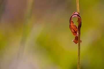 Welkes Blatt an einer Pflanze