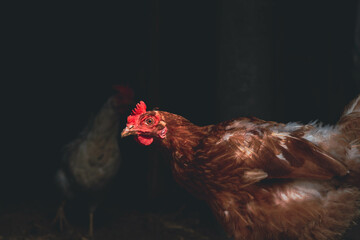 Chicken. Farming. Breeding chickens. Keeping poultry on the farm.
