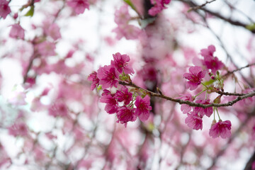 pink cherry blossom in  winter               