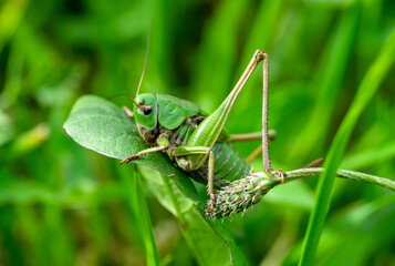 grasshopper on the grass