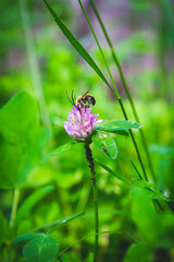 Beautiful flowers in the green grass. Flower close-up in the thicket.