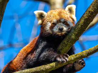 The red panda, Ailurus fulgens, also called the lesser panda.