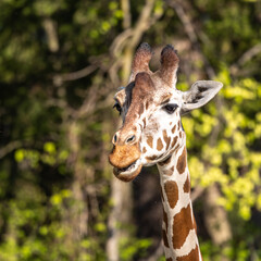 The giraffe, Giraffa camelopardalis is an African mammal