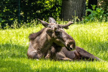 European Moose, Alces alces, also known as the elk