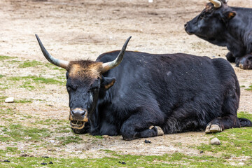 Heck cattle, Bos primigenius taurus or aurochs in a German park