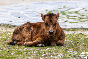 Young baby Heck cattle, Bos primigenius taurus or aurochs in a German park