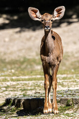 Greater kudu, Tragelaphus strepsiceros is a woodland antelope