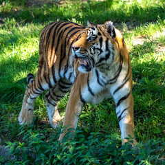 The Siberian tiger,Panthera tigris altaica in a park