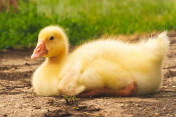 Gosling. Poultry farm for breeding geese. Little goose chicks in the grass.