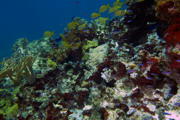 Naklejka na ściany i meble Coral reefs on the island of Cozumel in Mexico