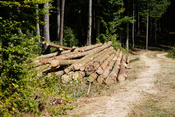 Deforestation of our forests leads to more climate catastrophes plus forest dieback