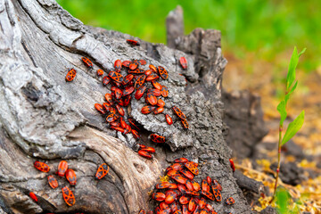 Red beetles. A flock of beetles sits on a stump. insects in the sun.