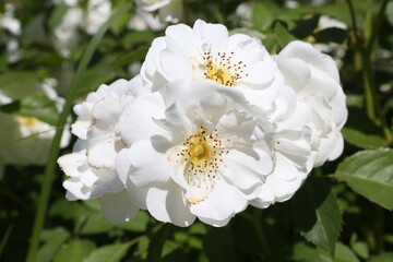 White roses (grade Spinaker, De Ruiter Innovations B. V.) in garden. Buds, inflorescence of flower closeup. Summer nature. Postcard with white rose. Roses blooming. White flowers, roses blossom. Photo