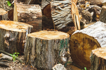 The problem of deforestation. Export of timber from the country.