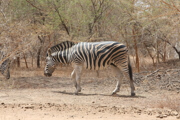 Fototapeta na wymiar Wild zebra (hippotigris) in Bandia reserve, Senegal, Africa. African animal. Safari in Africa. Plains zebra (equus quagga, formerly equus burchellii), common zebra, portrait. African safari, nature