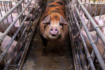 An adult black-brown boar stands in a corral and looks at the camera at an industrial farm among pigs © andrewsh.ca