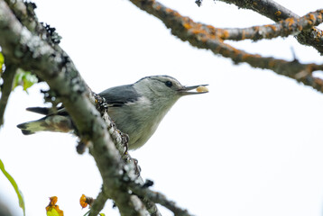 White-breasted Nuthatch, Sitta carolinensis, bird eating a grub, perched on a branch.
