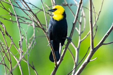 Yellow-headed Blackbird, Chrysomus icterocephalus, perched in dry branches in morning sunlight.