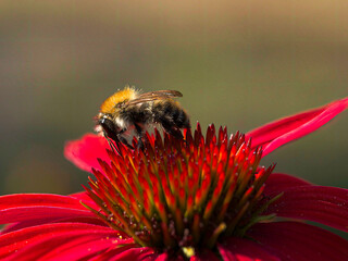 Hummel auf einer Echinacea Blüte