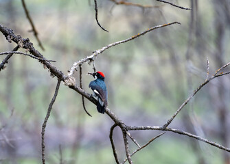 Acorn Woodpecker eating bugs perched in dead branches in Ashland, Oregon.