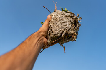 Hand holding wasp nest with blue sky