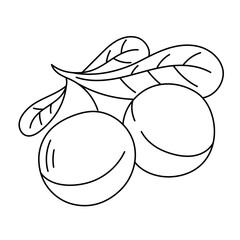 Macadamia nut line icon. Cooking ingredient. Editable stroke size. Nuts sketch illustration.