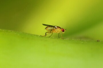 close-up of fly on leaf