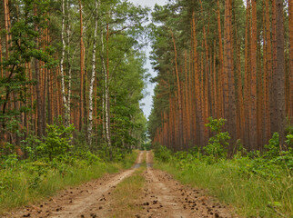 Droga w sosnowym lesie