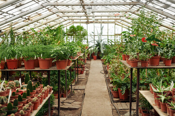 Fototapeta na wymiar Horizontal no people shot of various plants and flowers growing in modern greenhouse, copy space