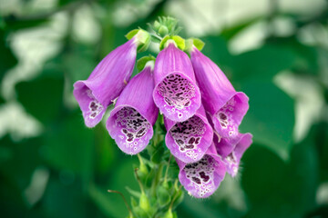 Purple flowers of herbaceous Foxglove plant close-up on blurry green background. Beautiful garden...