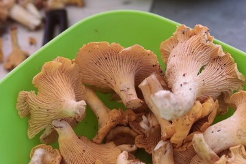 Mushrooms in a basket. Chanterelles collected in a basket. Yellow mushrooms. Close-up.