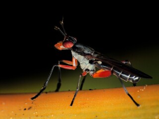 close-up wasp fly on leaf