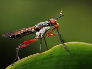 close-up wasp fly on leaf