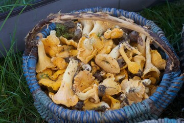 Mushrooms in a basket. Chanterelles collected in a basket. Yellow mushrooms. Close-up.