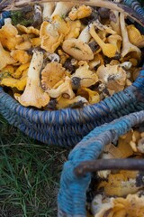 Mushrooms in a basket. Chanterelles collected in a basket. Yellow mushrooms. Close-up.