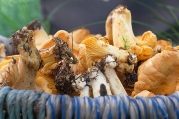 Mushrooms in a basket. Chanterelles collected in a basket. Yellow mushrooms. Close-up.