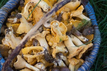 Mushrooms in a basket. Chanterelles collected in a basket. Yellow mushrooms. Close-up.