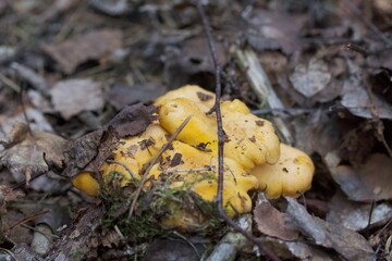 Yellow chanterelles grow in the forest. Covered in moss and pine needles. Close-up.