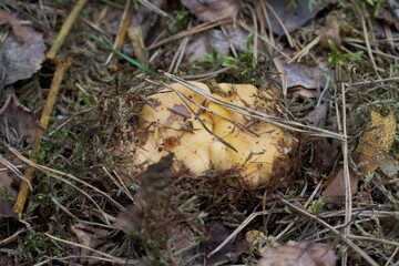 Yellow chanterelles grow in the forest. Covered in moss and pine needles. Close-up.