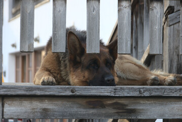 sad dog fenced on a balcony